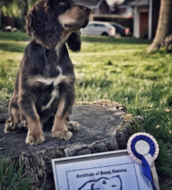 Puppy School Mid Cornwall