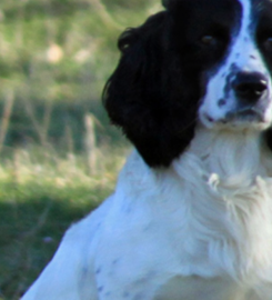 Mistigri Gundogs