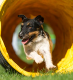 Puppy School Walton -On-Thames