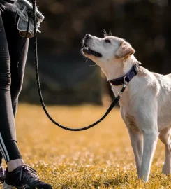 Yorkshire Canine Academy