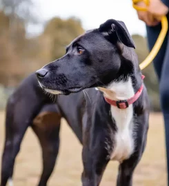 Yorkshire Canine Academy