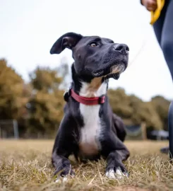 Yorkshire Canine Academy