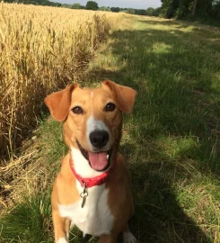 CAMBRIDGE COUNTRY DOG WALKING