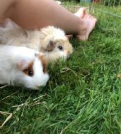 Bray Bunny Boarding