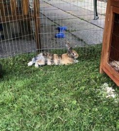 Bray Bunny Boarding