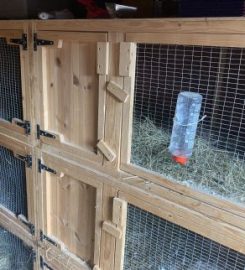 Rabbits of Berkshire