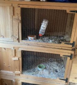 Rabbits of Berkshire