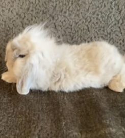 Rabbits of Berkshire