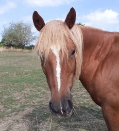 Friends For Pets (Langport)