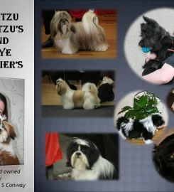 Suzitzu Show Dogs