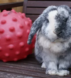 Bunny Bunkhouse Coventry