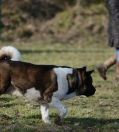 DOG WALKING FIELD