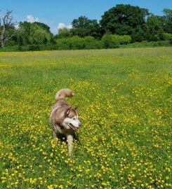 DOG WALKING FIELD