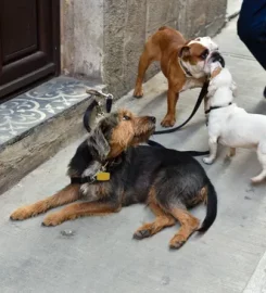 Pawsitive Puppy School