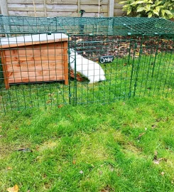 Bunny Garden Paradise