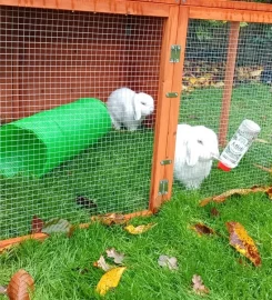 Bunny Garden Paradise
