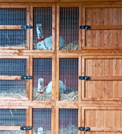 Bunny Garden Paradise