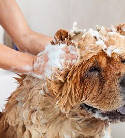 Shelley’s Poochie Parlour