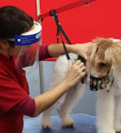 Doggystyle-Grooming