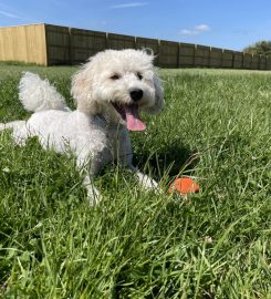 Oxford Secure Dog Walking Field