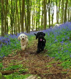 Happy Pawz Nailsea