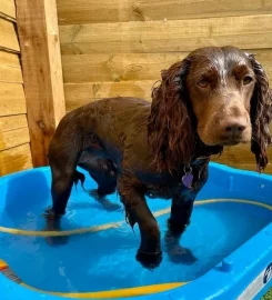 Posh Dog Boarding