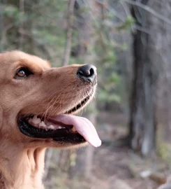 Lothian Dog Training