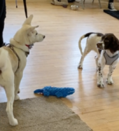 Puppy School Tenbury