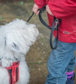 THE HAPPY DOG TRAINING CO.