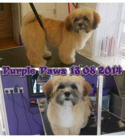 Purple Paws Grooming Salon