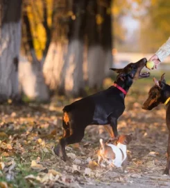 Pawsitive Puppy School