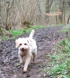 Woodland Waggy Walks