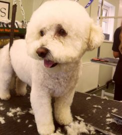 Purple Paws Dog Grooming