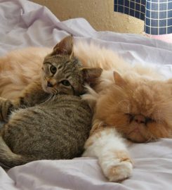 Furry Friends