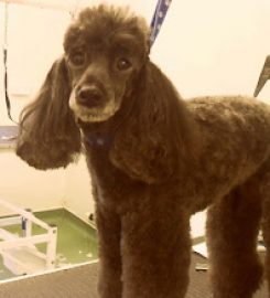 Purple Paws Dog Grooming