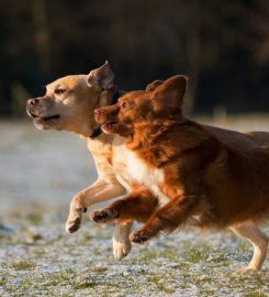 Happy Buddies