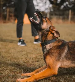 Yorkshire Canine Academy