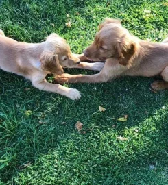 Nettlehurst Puppy School and Training Centre