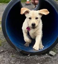 Nettlehurst Puppy School and Training Centre