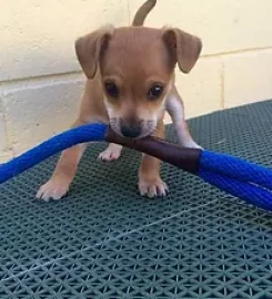 Four Paws Daycare