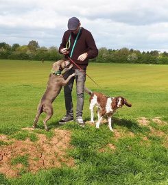 Padi Doggy Day Care and Home Boarding