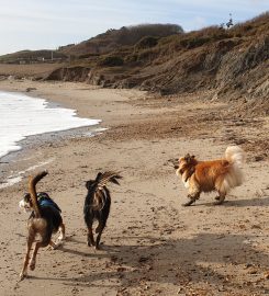 Leads ‘n’ Leashes