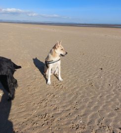 Healy’s Hounds