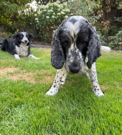 The Dog Walker Wimbledon