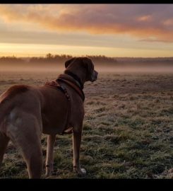 Katie Brill Positive Dog Training