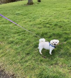 Happy Walkies on the Wirral