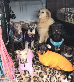 Poochies Daycare & Boarding