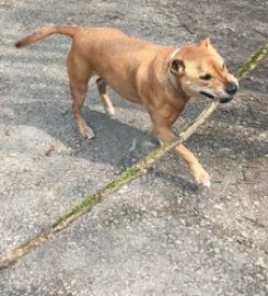 Heather’s Walkies