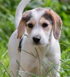 Puppy School Sheppey