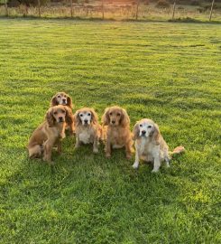 Nettlehurst Puppy School and Training Centre